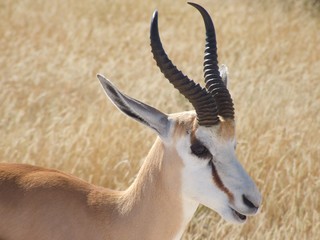 IMPALA