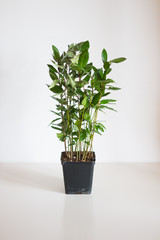 Laurel bush house plant on light background