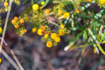 Acacia flowers close up. Australian wattle in spring