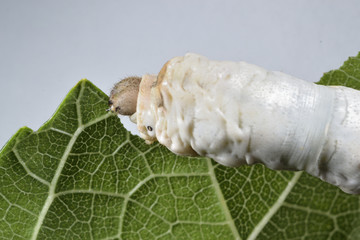 Gusano de seda comiendo hoja de morera.