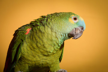 Perroquet
