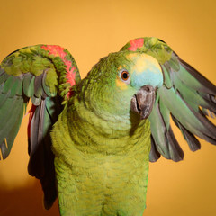 Perroquet