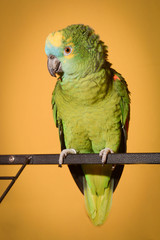 Perroquet