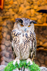 the owl of harry potter.