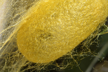 Cris&aacute;lida de gusano de seda.