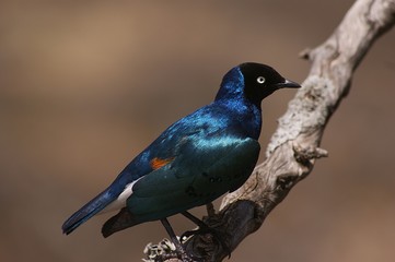 UCCELLO AFRICANO