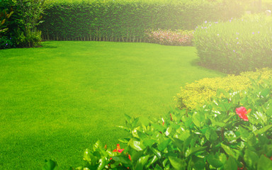 The morning sun shining on a green lawn, backyard trees, landscaped gardens.