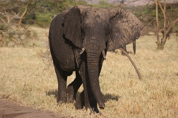 Fototapeta premium ELEFANTE MINACCIOSO