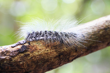 Hairy caterpillar dew covered and crawl on bark