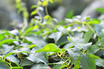 Obraz premium Leaves closeup