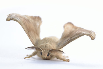 Mariposa de gusano de seda aislada en fondo blanco.