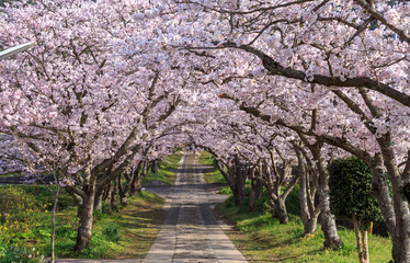 桜のアーチ