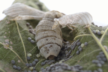 Mariposa de gusano de seda poniendo huevos sobre hoja de morera.