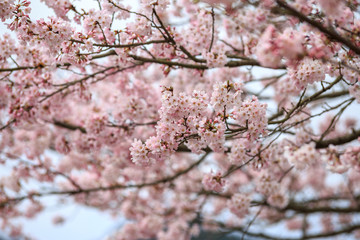 桜の花