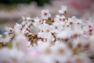 桜の花