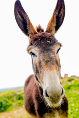 A funny donkey on the nature