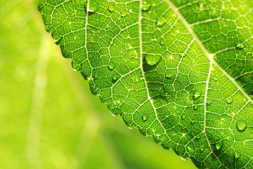 ROCÍO. GOTAS DE AGUA MACRO EN UNA HOJA