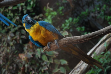 Parrot, Canary Islands, Spain