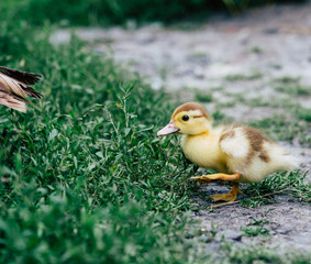Yellow Duckling carefree running on the green grass.