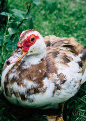 Live domestic duck