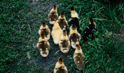 A flock of little yellow ducklings running around the green grass