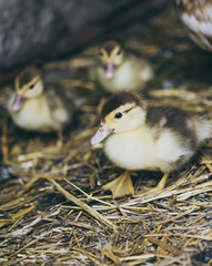 A flock of yellow ducklings sitting on the hay in the barn.