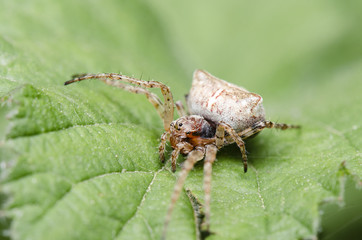 Fototapeta premium Spider Macro On Green Leaf