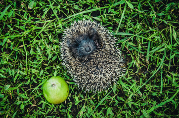 Naklejka na ściany i meble The little hedgehog with green apple runs on the grass.