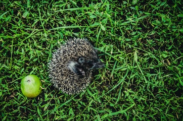 The little hedgehog with green apple runs on the grass.