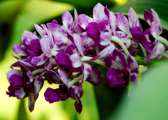 purple orchid blossom isolated  in gagden