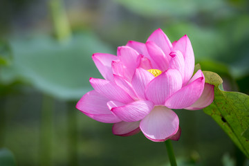 Fototapeta premium 蓮の花