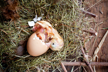 Yellow chick birth