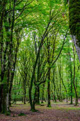 Tree trunks in green mossy forest