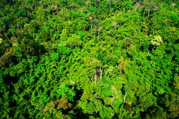 aerial view of the forest