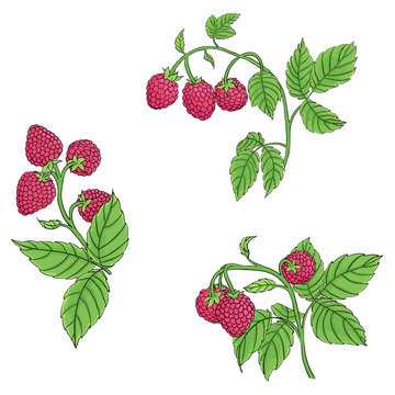 raspberry branch