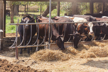 Cows in farm