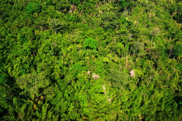 aerial view of the forest