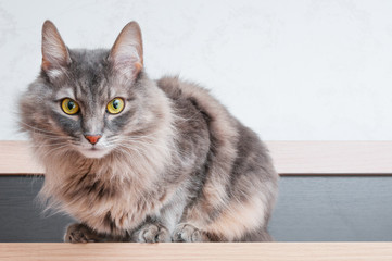 Gray cat closeup