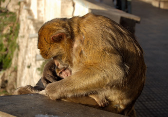 Cuddling barbary macaque ape mother with her baby in Gibraltar