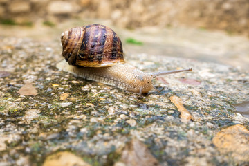 Closeup of french snail on wet road