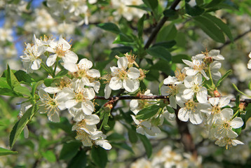 Flowers of the cherry tree in spring