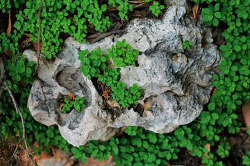 stone