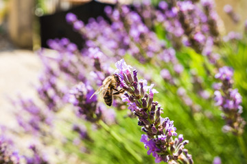 Closeup of lavender and bee