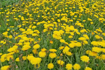 Yellow dandelions on the green field in spring
