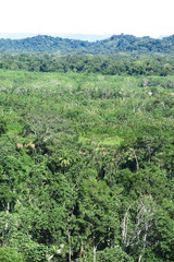 Fototapeta na wymiar Amazon forest