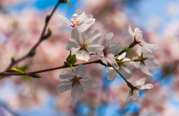Fototapeta na wymiar Cherry blossom in Japan