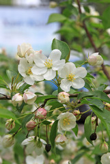 Flowers of the apple tree in spring