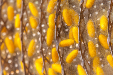 Yellow cocoon silkworm