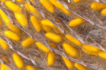 Yellow cocoon silkworm