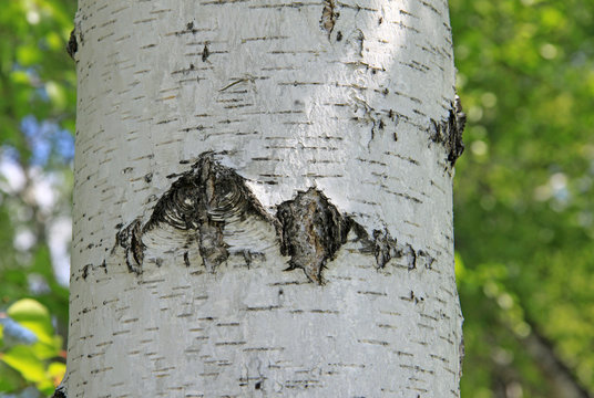 Birch trunk in nature